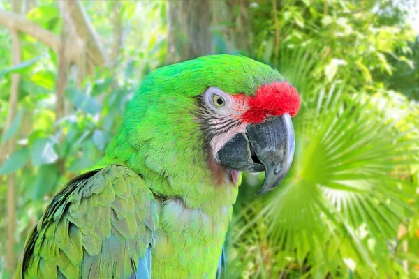 Ara vojenský zelený papoušek ara militaris — Stockfoto