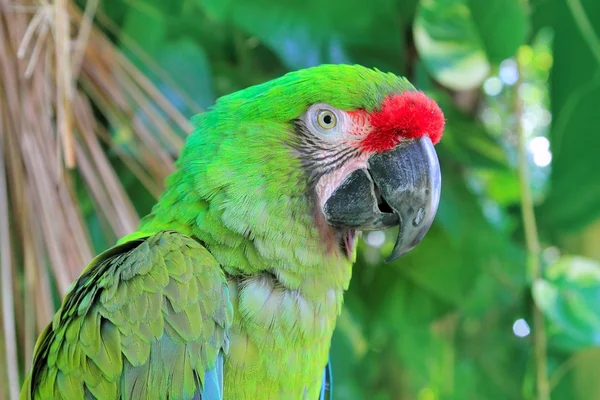 Военный ара-зелёный попугай — стоковое фото
