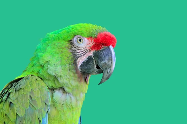 Ara militaris soldatenara groene papegaai — Stockfoto