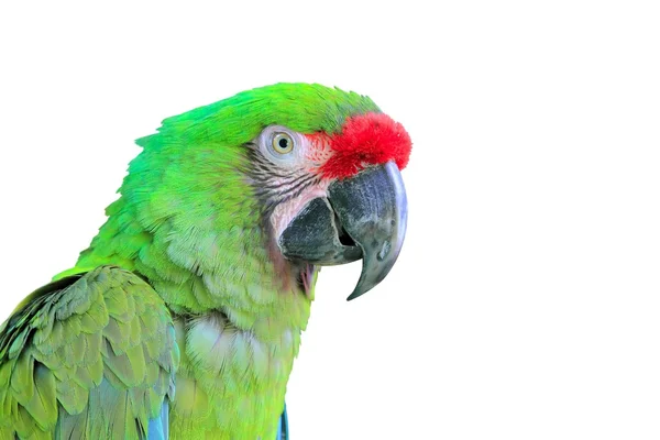 Ara militaris wojskowych Ara Zielona papuga — Zdjęcie stockowe