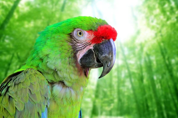 Ara militaris wojskowych Ara Zielona papuga — Zdjęcie stockowe