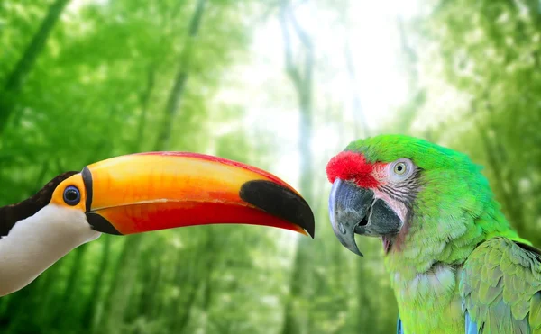 Reuzentoekan en soldatenara groene papegaai — Stockfoto