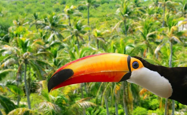 Toco toucan in Palm tree tropical jungle — Stockfoto