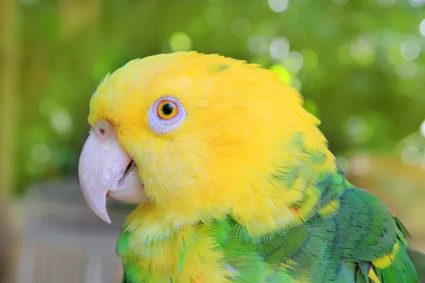 Amazonka papuga żółty na czele oratrix — Zdjęcie stockowe