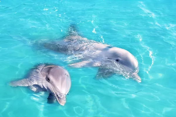 Ζευγάρι δελφίνια κολύμπι σε καταγάλανα νερά τυρκουάζ — Φωτογραφία Αρχείου
