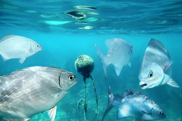Lowfin kefal balıkları suyun altında şamandıra etrafında — Stok fotoğraf