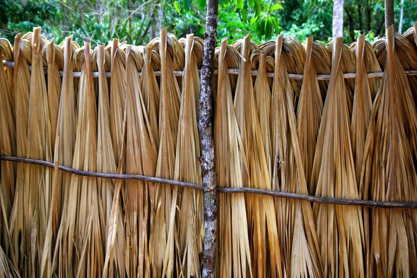 Пальма Майя оставляет деревянный забор в тропических лесах — стоковое фото