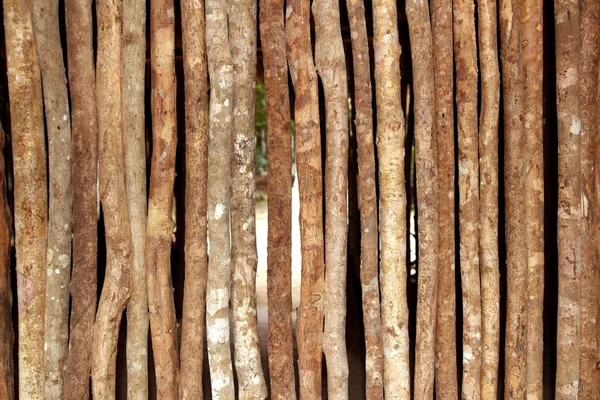 Стовбури дерев'яної стіни в джунглях дощового лісу будинку — стокове фото