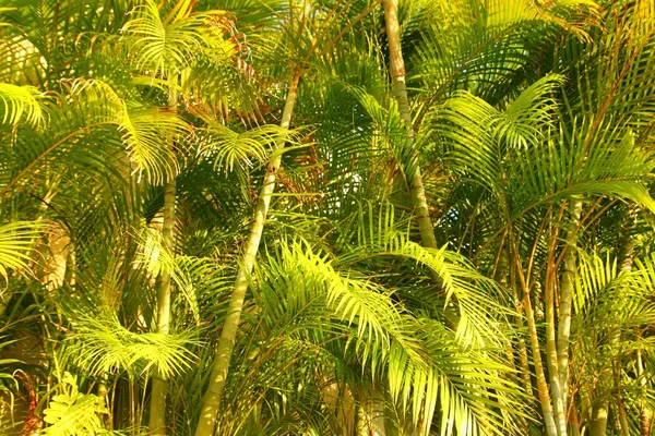 Chrysalidocarpus lutescens palmiye ağaçları orman — Stok fotoğraf