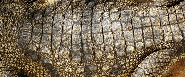 Crocodilo vivo real pele macro textura detalhe — Fotografia de Stock