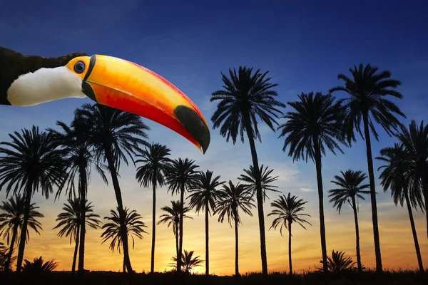 Toco toucan kuş türü tropikal palmiye ağacı gökyüzü günbatımı — Stok fotoğraf