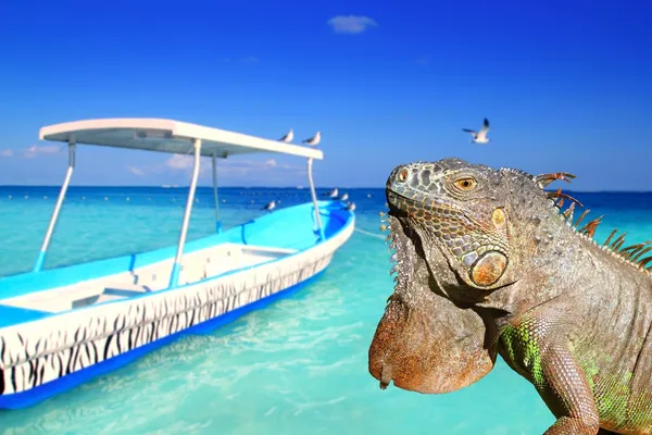 Meksykańskie iguana w Karaibów i tropikalnej plaży — Zdjęcie stockowe