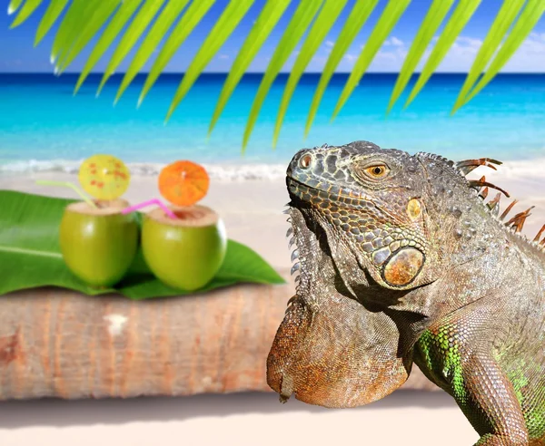 Ігуана Мексики в Карибському пляжі кокосового — стокове фото