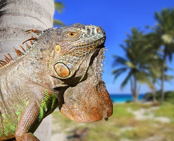 Mexican iguana in tropical Caribbean beach — Stock Photo, Image