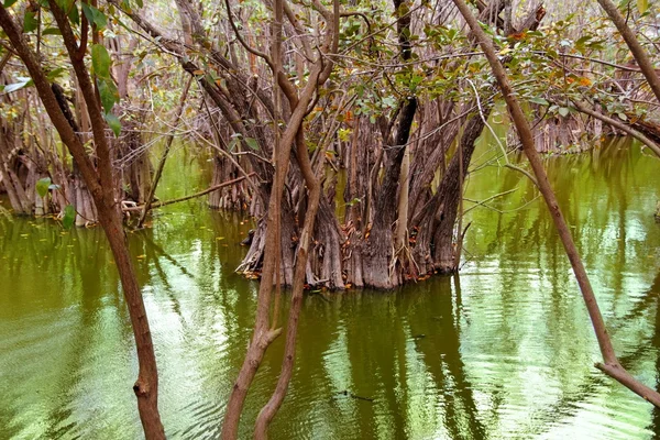 メキシコ リビエラ ・ マヤのジャングルでアグアダ セノーテ — ストック写真