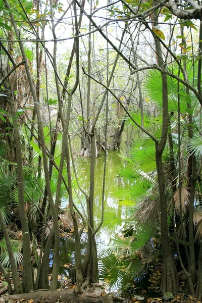 Агуада сенота в джунглях майя — стоковое фото