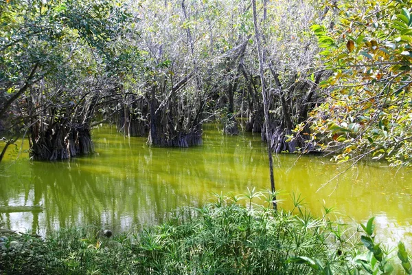 Aguada cenote in mexico riviera maya jungle — Stockfoto
