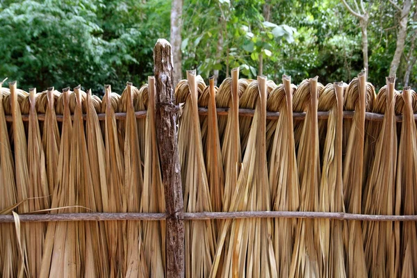 Palmeira maia deixa cerca de madeira na floresta tropical — Fotografia de Stock