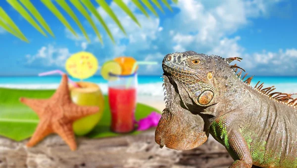Leguan på Mexiko tropisk strand cocktail kokos — Stockfoto