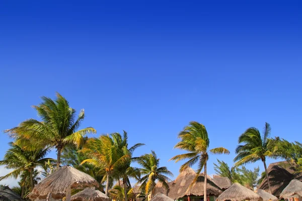 Maja riviéra trópusi napfénytető pálma fák kék ég — Stock Fotó