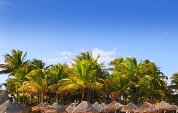 Mayan riviera tropical sunroof palm trees blue sky — Stock Photo, Image