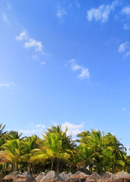 Bir Playa del carmen tropikal palapa palmiye ağaçları Meksika — Stok fotoğraf