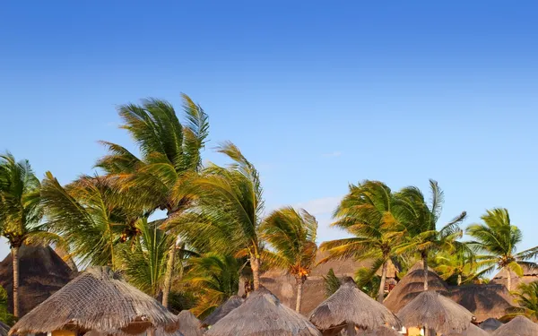 Riviera Maya tropicale tettuccio apribile palme cielo blu — Foto Stock