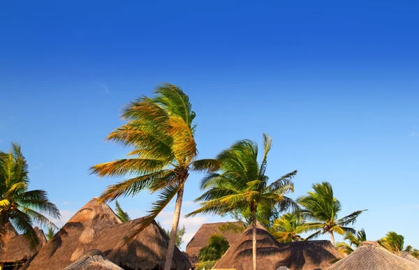 Riviera maya tropische zonnedak palm bomen blauwe hemel — Stockfoto