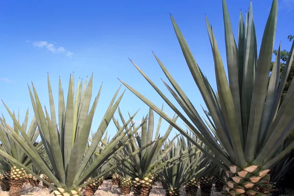 Agave tequilana plant voor Mexicaanse tequila drank — Stockfoto