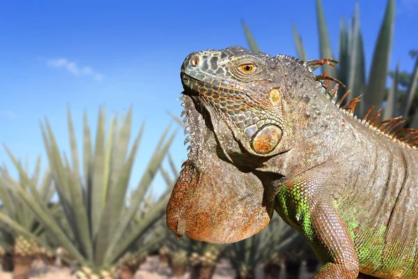 stock image Iguana Mexico in agave tequilana field blue sky