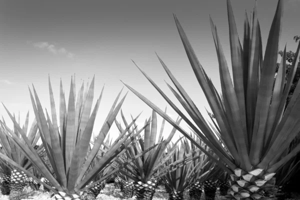 Agave tequilana anläggning för mexikanska tequila sprit — Stockfoto