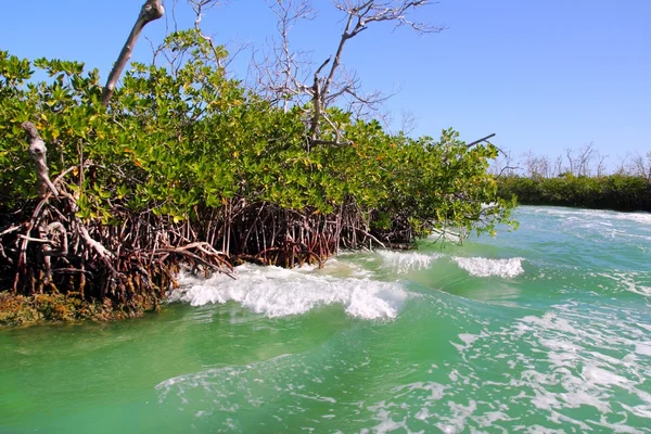 Mangrovenwellen des Bootsverkehrs in Cancun — Stockfoto