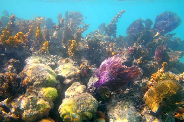 在玛雅里维埃拉加勒比热带珊瑚礁 — 图库照片