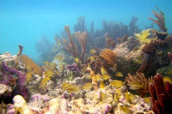 Arrecife de coral en Riviera Maya Cancún México —  Fotos de Stock