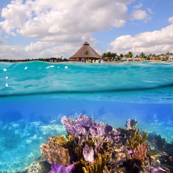 Arrecife de coral en Riviera Maya Cancún México — Foto de Stock