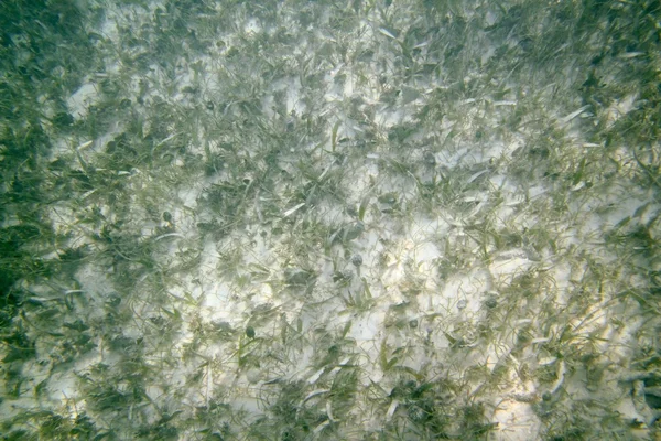 Algas de fondo de arena marina caribeña en aguas poco profundas — Foto de Stock