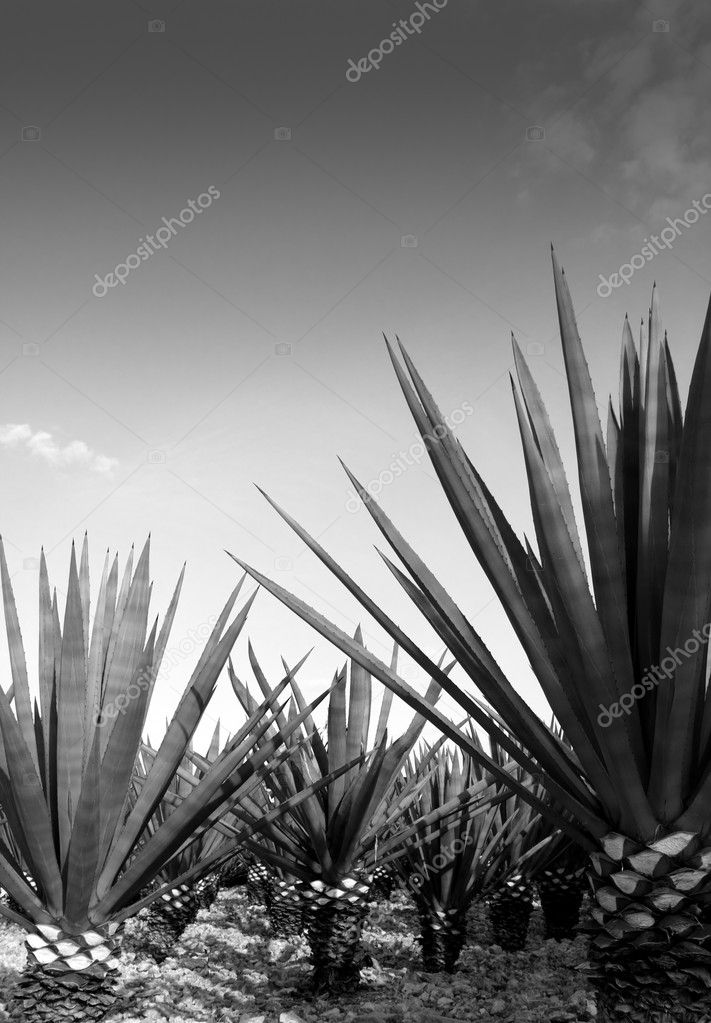 Agave tequilana plant for Mexican tequila liquor — Stock Photo