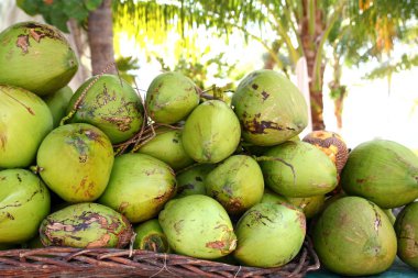 Fresh tender coconuts mound Caribbean Mexico clipart