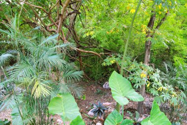 Orman rainforest yucatan Meksika Orta Amerika