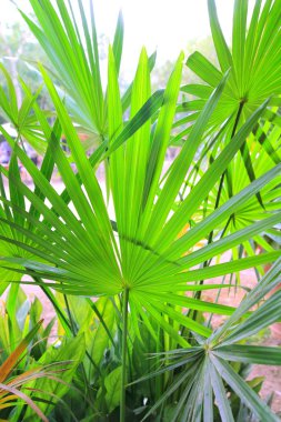 Chit Palm ree leaves in Yucatan rainforest mexico clipart