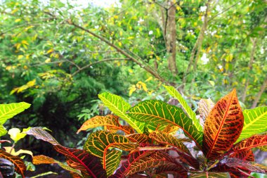 Orman rainforest yucatan Meksika Orta Amerika