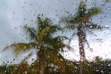 Kasırga Tropik fırtına palmiye ağaçları arabanın içinden