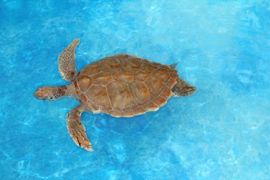 Yeşil deniz kaplumbağası chelonia mydas Karayipler