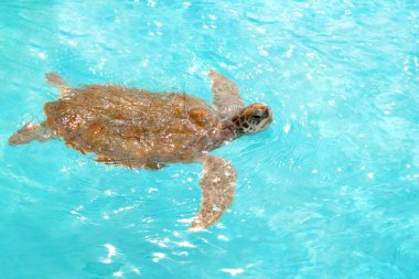 Yeşil deniz kaplumbağası chelonia mydas Karayipler