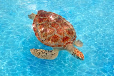 Yeşil deniz kaplumbağası chelonia mydas Karayipler