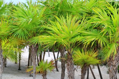 Chit palmiye ağaçları caribbean beach kum tulum