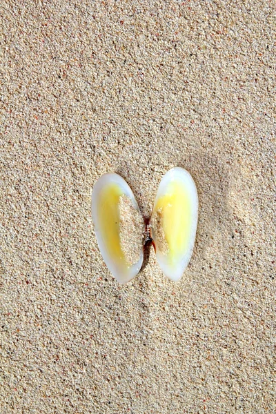 Musslor shell open i caribbean beach sand — Stockfoto