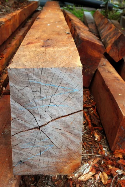 Troncos de madera tropical de selva tropical — Foto de Stock
