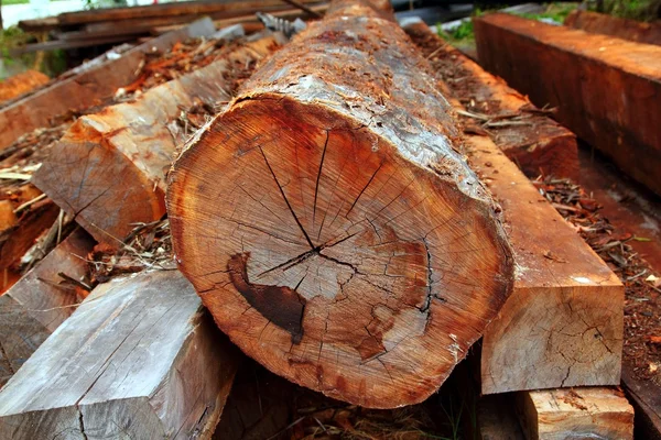Stämme aus tropischem Holz aus dem Regenwald — Stockfoto