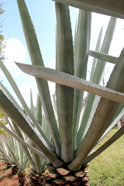 Agave kaktusz tequilana üzem mexikói tequila — Stock Fotó